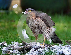 Female Sparrowhawk with kill. The sparrowhawk, is a small bird of prey in the family Accipitridae.