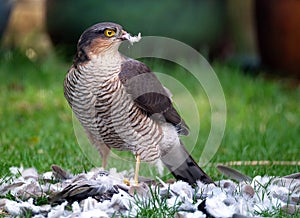 Female Sparrowhawk with kill. The sparrowhawk, is a small bird of prey in the family Accipitridae. photo