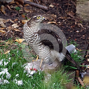 Female Sparrowhawk with prey
