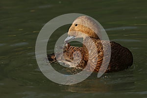A female Spectacled Eider, Somateria fischeri, swimming on a pond preening its feathers at Arundel wetland wildlife reserve.