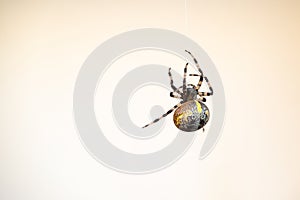 Female spider (Araneus marmoreus