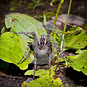 Female of a spider with a cocoon