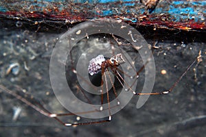 Female spider with egg sac