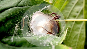 female spider guards a cocoon of eggs in a green leaf.