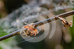 Female spider of larinioides patagiatus with a red torso sits on