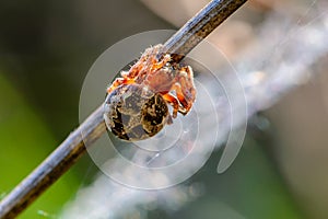 Female spider of larinioides patagiatus with a red torso sits on