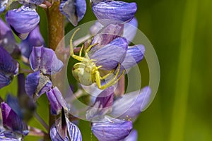 Female spider of misumena vatia preys on blue lupine