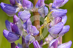 Female spider of misumena vatia preys on blue lupine