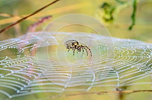 Female spider sits in the center of its web