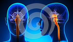 Female Spinal Cord Brain Anatomy - blue concept