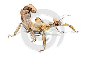 Female spiny leaf insect, Extatosoma tiaratum,