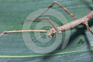 Female spiny leaf insect, Extatosoma tiaratum, on a white background.