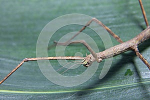 Female spiny leaf insect, Extatosoma tiaratum, on a white background.