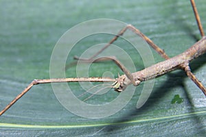Female spiny leaf insect, Extatosoma tiaratum, on a white background.