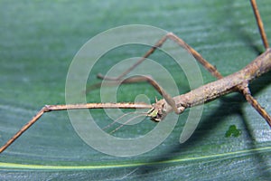 Female spiny leaf insect, Extatosoma tiaratum, on a white background.