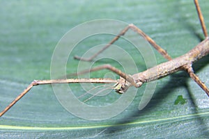 Female spiny leaf insect, Extatosoma tiaratum, on a white background.
