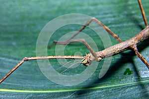 Female spiny leaf insect, Extatosoma tiaratum, on a white background.