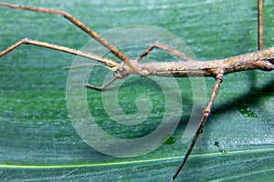 Female spiny leaf insect, Extatosoma tiaratum, on a white background.