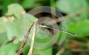 Female Splendid Dartlet-Agriocnemis splendidissima, Sindhudurg, Maharashtra photo