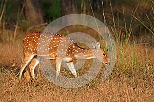 Female spotted deer