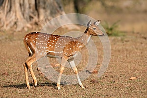 Female spotted deer - Kanha National Park