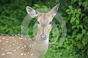 Female spotted deer in Sri Lanka