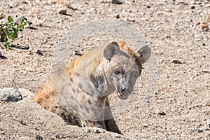 Female spotted hyaena, Crocuta crocuta