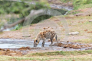 Female spotted hyaena drinking water from a dam