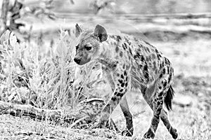 Female spotted hyaena walking. Monochrome