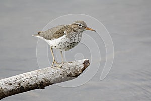 Female Spotted Sandpiper in Alaska