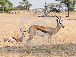 Female Springbok