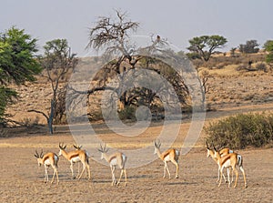 Female Springbok Herd