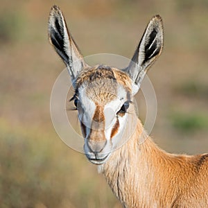 Female Springbok Portrait