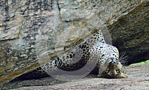 The Female of Sri Lankan leopard on the rock.