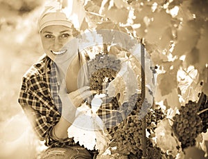 Female staff cutting clusters of wine grape