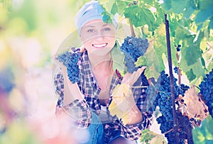 Female staff cutting clusters of wine grape