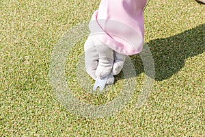 Female staff hand in glove repairing divot on golf green surface photo