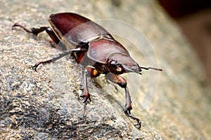 Female Stag Beetle