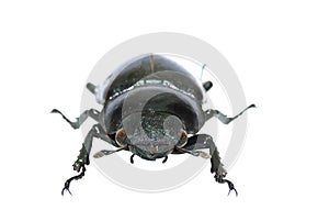 Female stag beetle