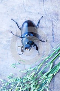 Female stag beetle closeup