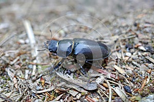 female stag beetle