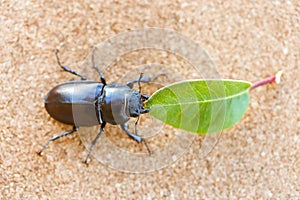 Female stag beetle holding a leaf