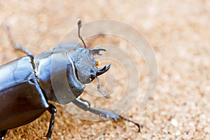 Female stag beetle holding a leaf