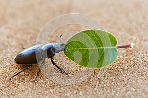 Female stag beetle holding a leaf