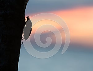 Female stag beetle, Lucanus cervus on oak