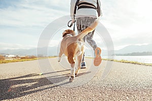 Female starting the morning jogging with his beagle dog by the asphalt running track. Bright sunny Morning Canicross exercises.