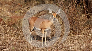 Female steenbok antelope in natural habitat, Kruger National Park, South Africa