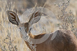 Female Steenbok in Etosha National Park, Namibia