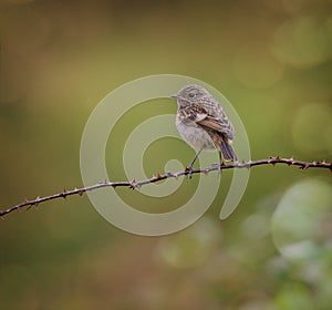A female Stonechat