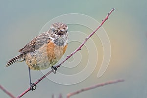 Female Stonechat calling